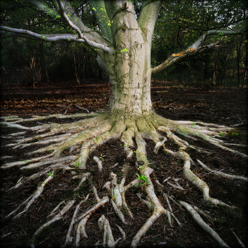 Tree, Number Five; Homa's Tree