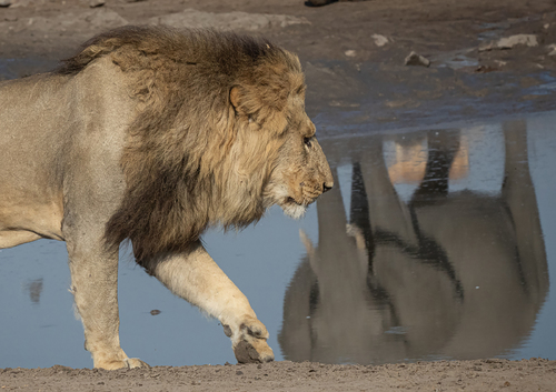 Lion's dream