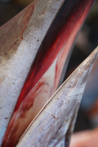 Marlin's mouth