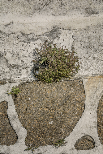 flower pot