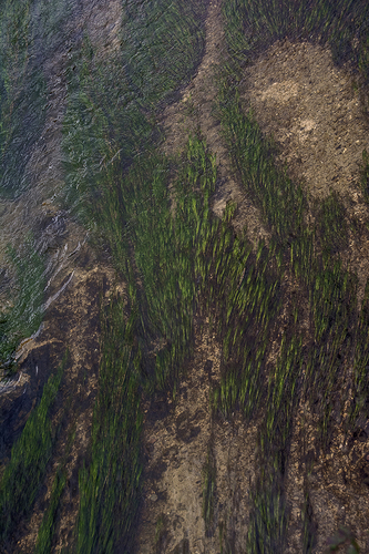 seaweed