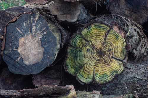 Wooden flowers