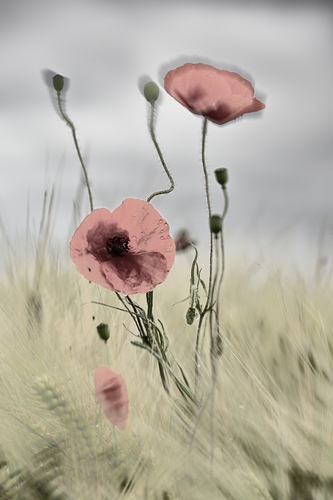 Poppy