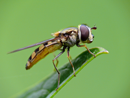 To Bee Or Not To Bee
