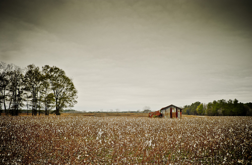 Cotton Farm