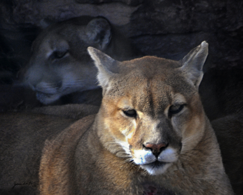 Mountain Lion