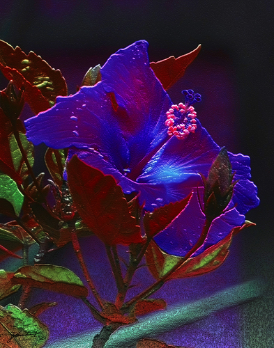HIBISCUS FLOWER