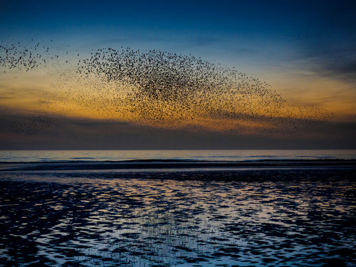 Murmuration 01