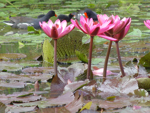 Flor de lotus
