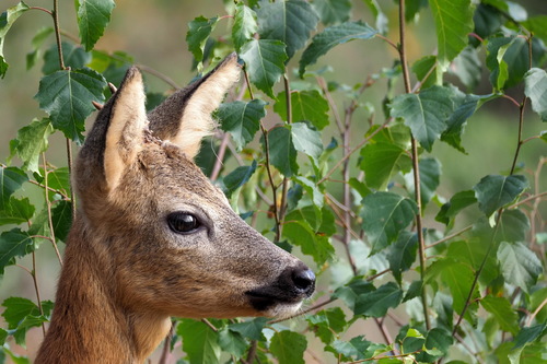 Young deer