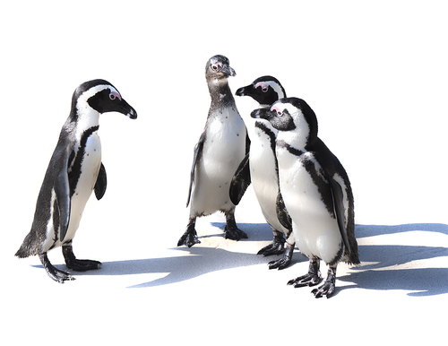 Penguin Conference