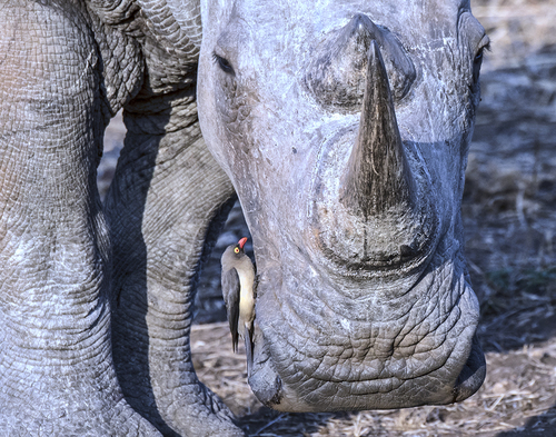 Red-billed Oxpecker