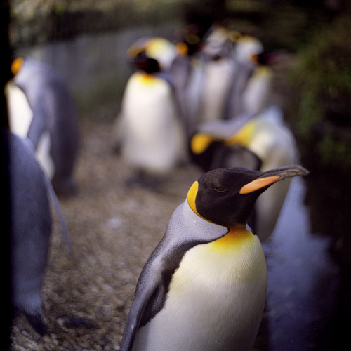 Penguin Portrait