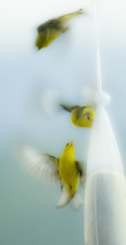 Finches