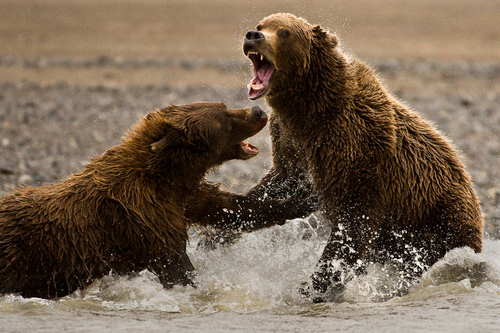 Fighting Grizzlies