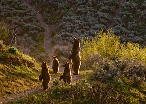 Grizzly Bears