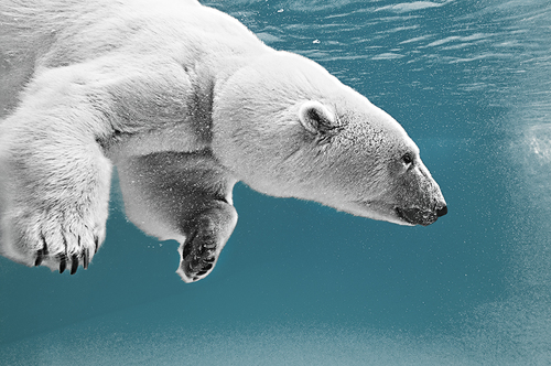 Nanook#4