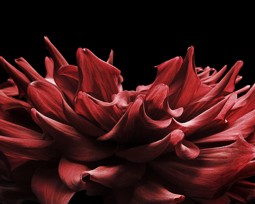 Passion Fleur Rouge #2