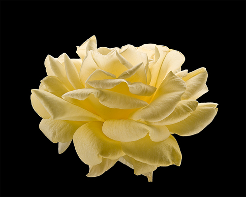 Rose Juane #1
