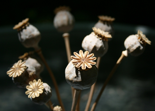 Papaver Somniferum