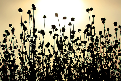 Against The Sun
