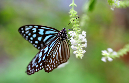 BlueButterfly
