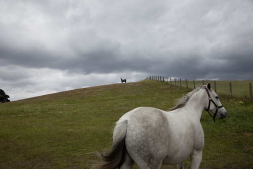 The Horses