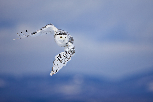 Snowy Ballet