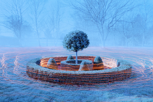 Bay tree & box tree hedging