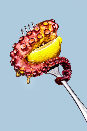 Octopus