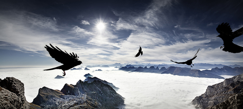 Birds
