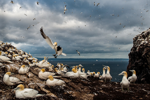 Bassrock Drama