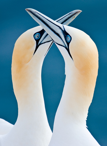 Twins