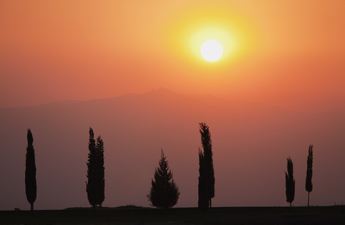 Sunset Conifers