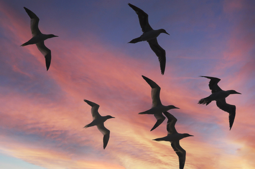 Dusk Flight