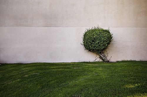 A Tree