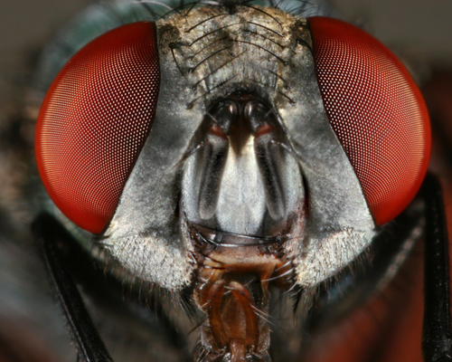 Bottle Fly Portrait