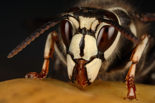 Hornet Portrait