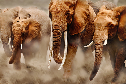 Elephant stampede