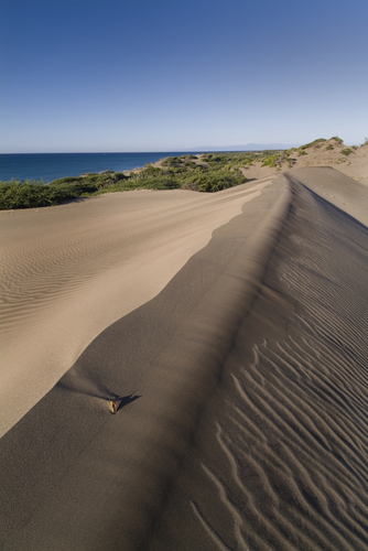 SMALL LEAF ON DUNE