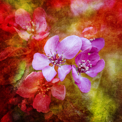 Purple Flower 1