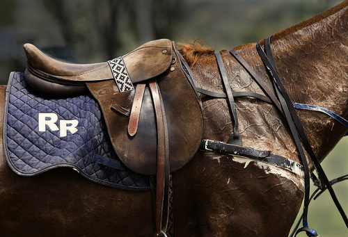 Polo Pony, After The Game