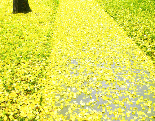Ginkgo