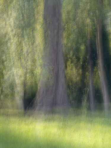 Misty Morning Trees