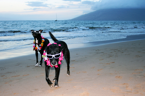Aloha Dogs