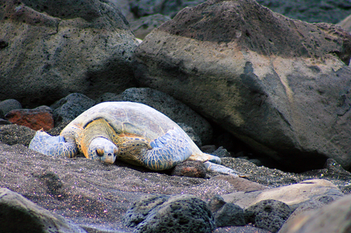 Sun-bleached Turtle
