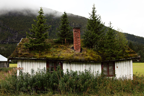 IN NORWAY THE FIR TREES GROW ANYWHERE