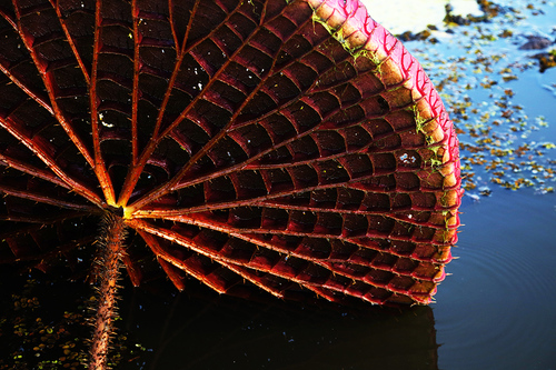 Victoria Amazonica