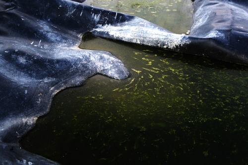 Toxic Waste