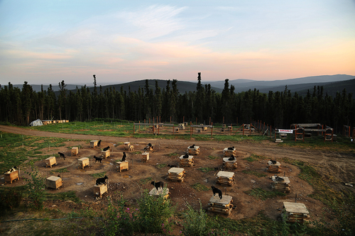 Iditarod Sled Dogs